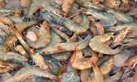 41% increase in marine shrimp fishing in 2021 in Iran