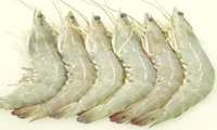 Production of western white shrimp in Shrimp Research Institute