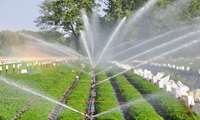 Tehran leads Iran in modern irrigation adoption