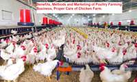 FAO's suggested requirements and criteria for poultry farming