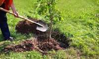 Planting 20 million saplings in five forest growing areas in Iran