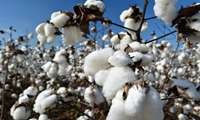 Harvest of 250,000 tons of cotton in 2021 in Iran