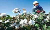Iran cotton output estimated to reach 300,000 tons