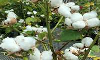 20% growth in cotton production in Iran last year
