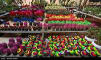 Iran exports over 12,000 tons of flowers, ornamental plants in 1 year