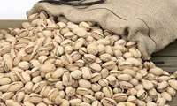 Iran, FAO launch technical cooperation program on Pistachio cultivation