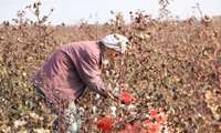 Introduction of 12 new rainfed cultivars this year