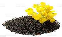 Production of 400,000 tons of rapeseed in 2022