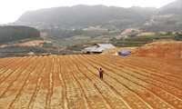 COVID-19, rising hunger and climate change urgently need to be battled back in Asia and the Pacific: FAO