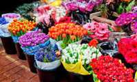 Iran exports of ornamental plants on rise