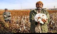 Iran steps up support for cotton growers in bid for self-sufficiency