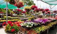 Iran exporting flowers to Russia, Kazakhstan, official says
