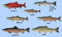 Iran ranks first in salmon breeding in the world