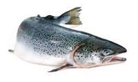 Production and export of 180,000 tons of salmon in 2021 in Iran
