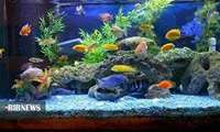 Catching 30,000 tons of industrial fish in distant waters
