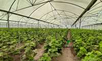 Beginning of operation of 372 greenhouse projects with investment of 4200 billion Tomans