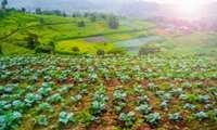 Development of 60,000 hectares of gardens on sloping lands by the end of the 12th government