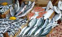 Minister of Agriculture-Jihad announced that there was 40-fold growth in Iran’s fishery products after the revolution