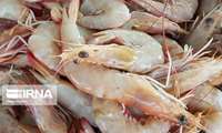 Iran eyes pilot intensive shrimp farming in Chabahar