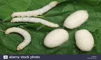 Silk Cocoons Production in Iran
