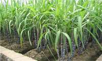 Sugarcane waste is a good alternative to livestock inputs