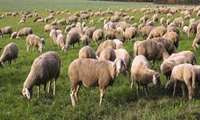 Iran working to develop Taleshi sheep farming