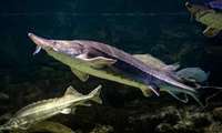 Ban on Caspian sturgeon fishing extended by end of 2024