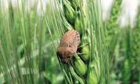 Preparation of forecasting model based on temperature for the management of wheat Sunn pest in line with the development of caring network programs