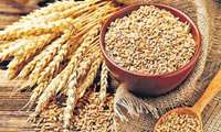 4% increase in wheat yield compared to last year in IRAN
