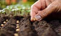 Iran produces over 550,000 tons of seeds, saves 1 billion dollars