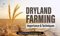 Iran Agriculture Ministry, FAO explore ways to enhance dryland agriculture productivity