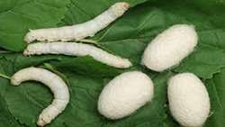 Intercropping in sericulture can help improve profitability, economize silk farming