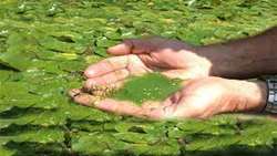 Iranian researchers achieve technical know-how for development of macroalgae 