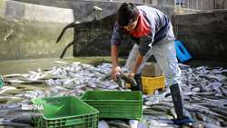 Iran export of aquatic products sees 15 percent in 11 months
