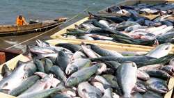 Iran export of aquatic products sees 15 percent