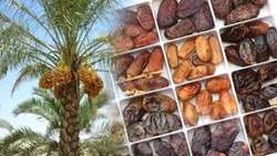 Farmers in Sistan-Baluchestan produce 300,000 tons of dates in one year