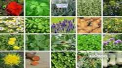 Iran to expand areas under medicinal herbs cultivation 