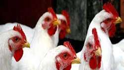 Gilan ranks 1st in grandparent generation chicken production