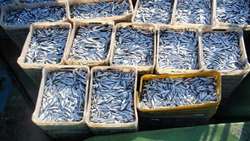 Iranian fishermen catch over 20,000 tons of Kilka fish  