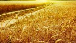 Iran on track for wheat self-sufficiency, output expected to reach 13.5 tons 