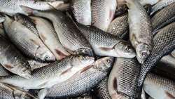 Annual fishery export stands at $650m