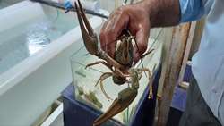 Agricultural research boosts shrimp exports in Iran