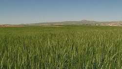 60 percent of global crop production relies on rainfed agriculture