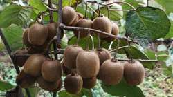 Third-generation scale bugs threaten kiwi orchards, Iran Plant Protection Organization warns 