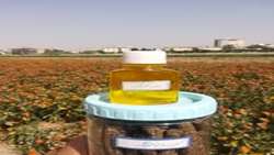 Iran unveils first drought-tolerant safflower variety