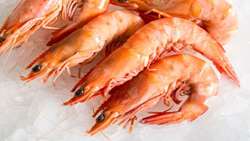 Iran shrimp exports surge