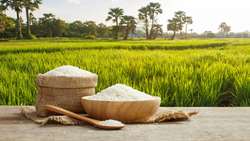 Rice cultivation in Iran expands to 650,000 hectares
