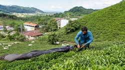 Green tea leaves purchases reach 84,000 tons in Iran