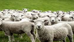 Over 16m livestock vaccinated across Iran nomadic regions