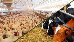 Iran produces 11m tons of livestock feed amidst rising imports